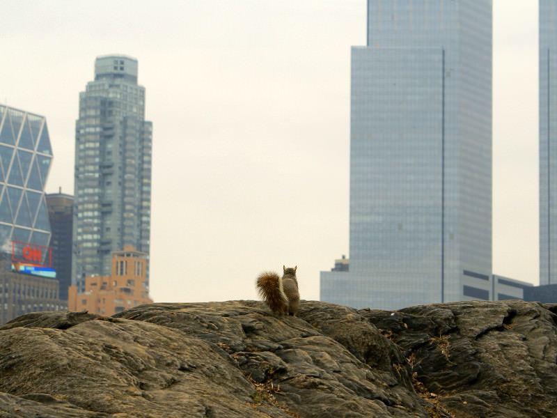 Tierfantasy - Eichhörnchen betrachtet New York